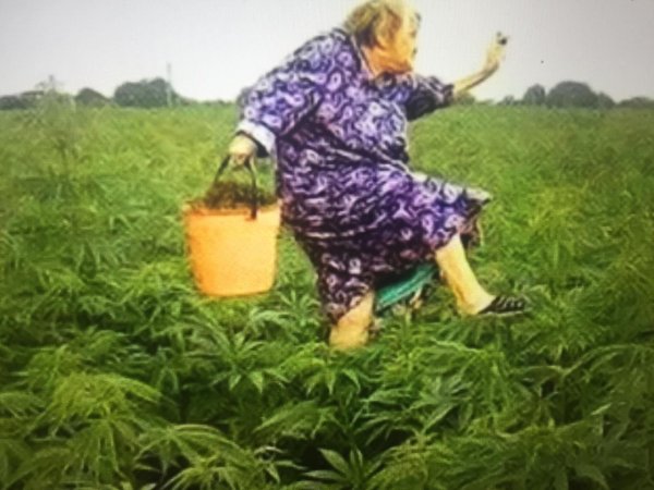 бабка на огороде