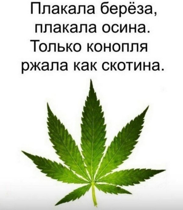 лист марихуанылист каннабиса