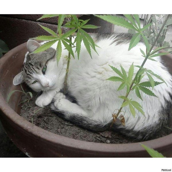 кот наркоман