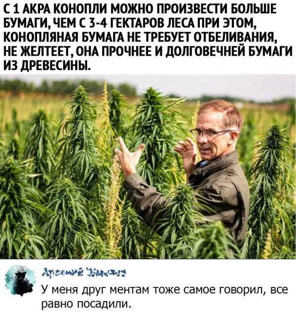 чуйская долина конопляные поля