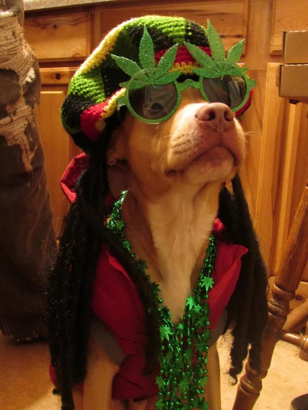 хиппи животные