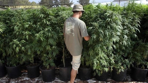 конопляный куст