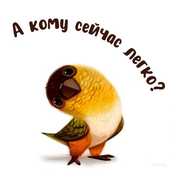 милые попугаи