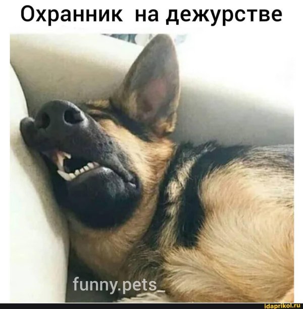 у вас собака служебная