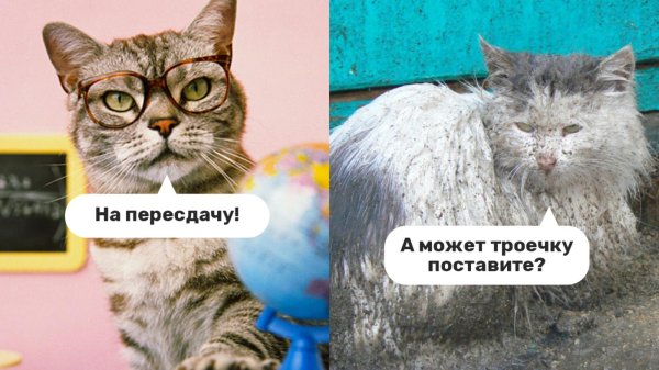 кот грязный