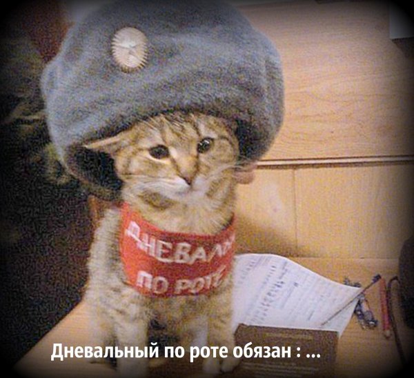 кот военный