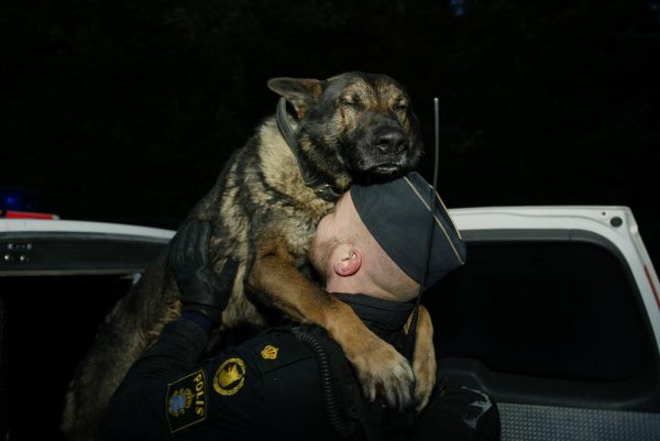 полицейская овчарка