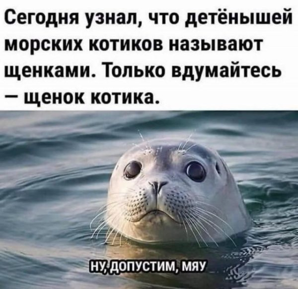 милые морские котики