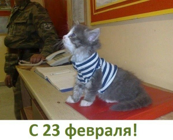 поздравление с 23 февраля с котом