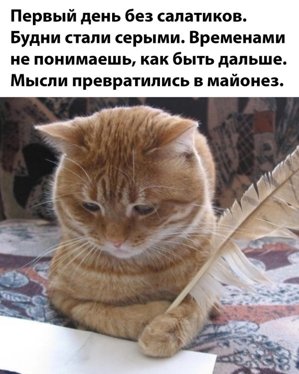 кот поэт