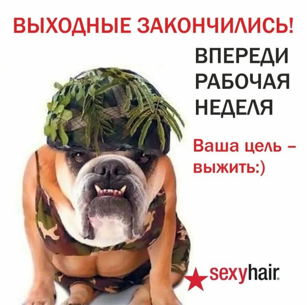 французская бульдог
