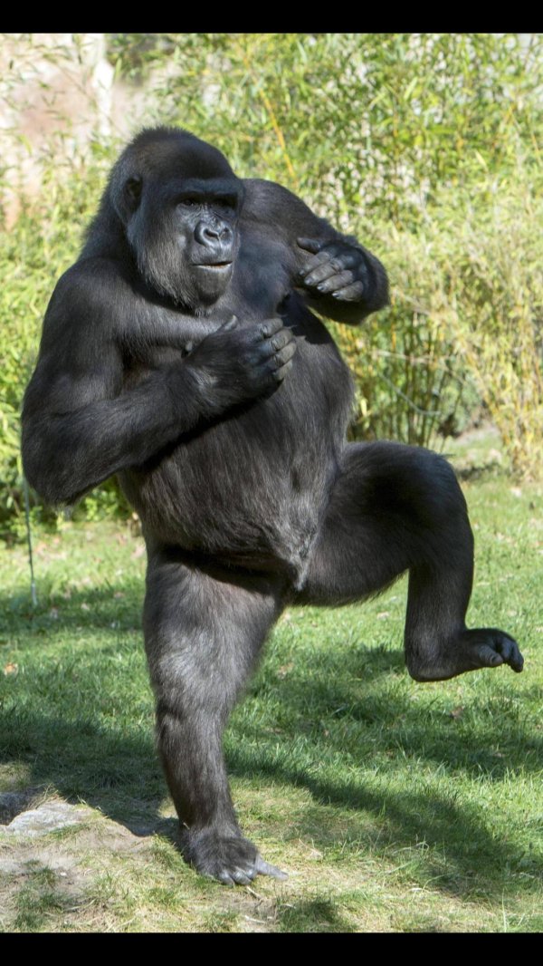 лысая горилла