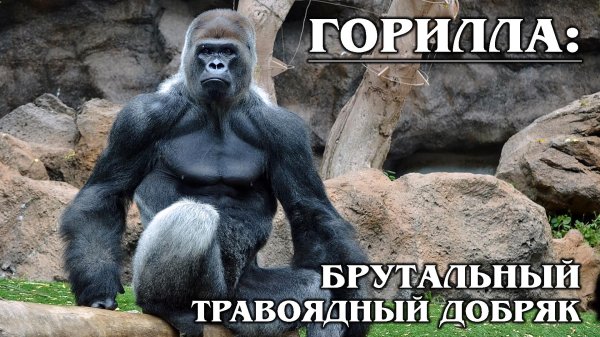 накаченная горилла