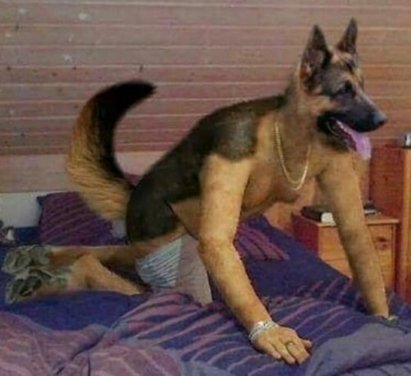 овчарка макс