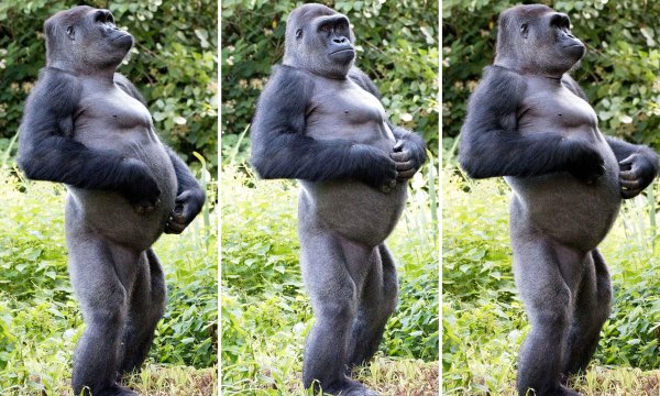 половые органы гориллы