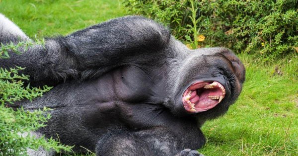 silverback горилла