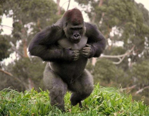 сильвербэк горилла