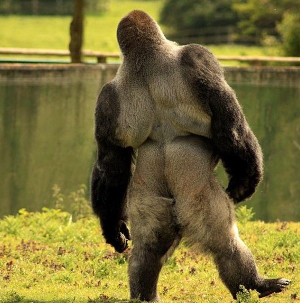 зад гориллы