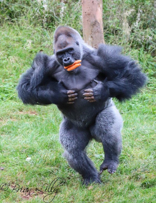 горилла анака