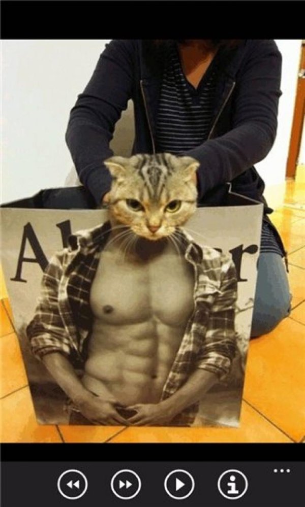 накаченные коты