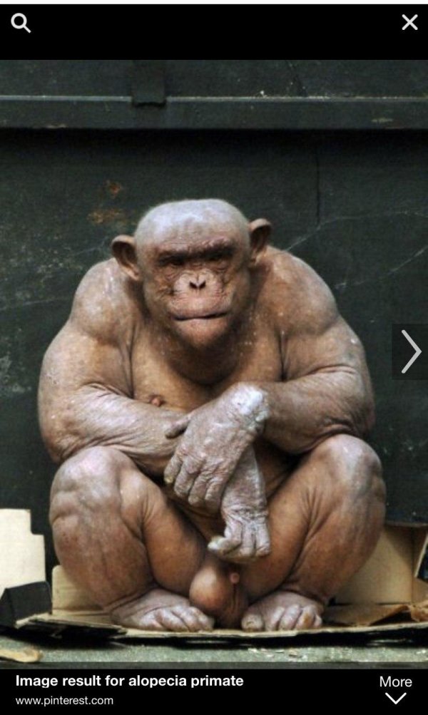 глад валакас обезьяна