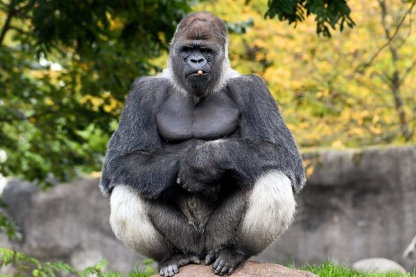 горилла бокито