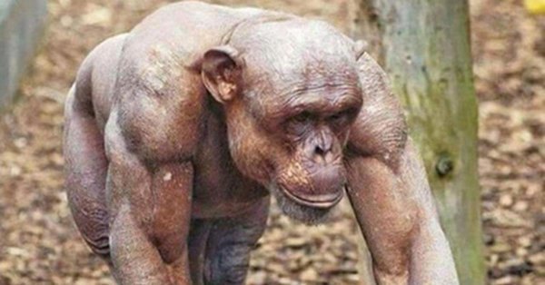 лысый шимпанзе джамбо