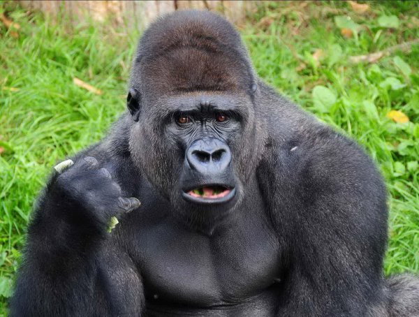 блэк горилла