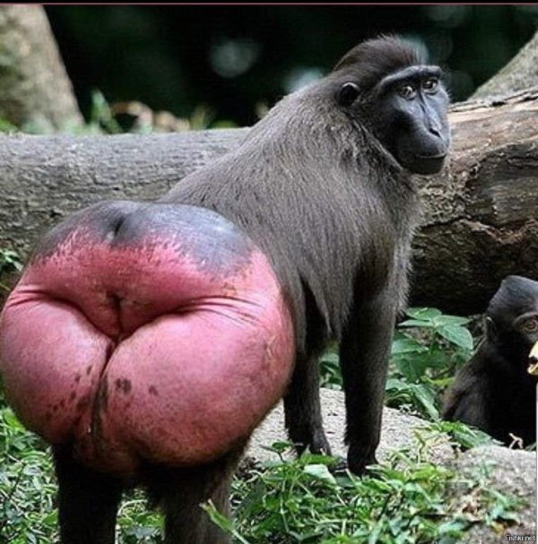 красная жопа у обезьян