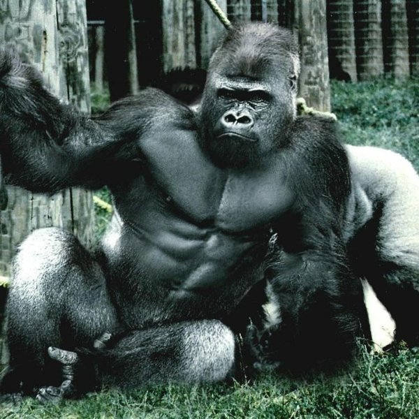 мускулистая горилла