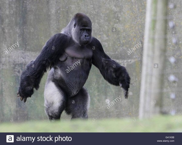 самец гориллы рост и вес
