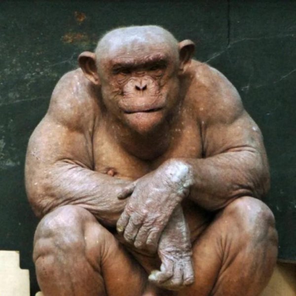 бритая шимпанзе