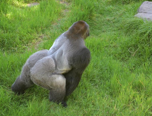 зад гориллы