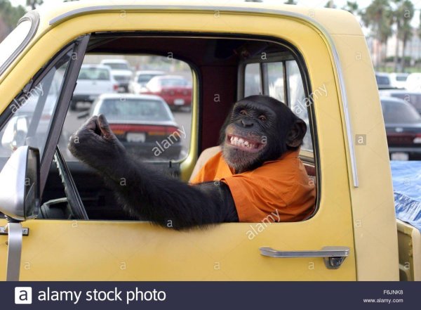 мартышка за рулем