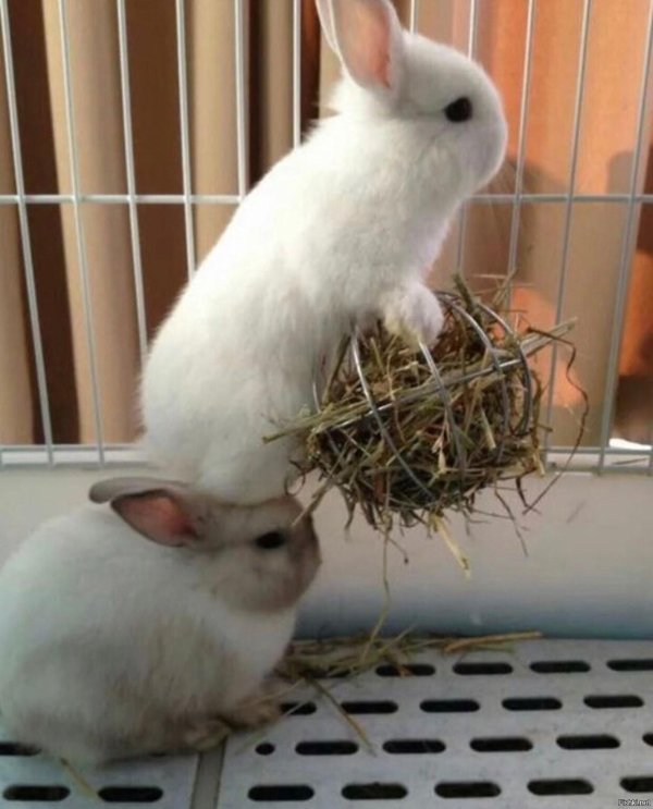 кролик домашний