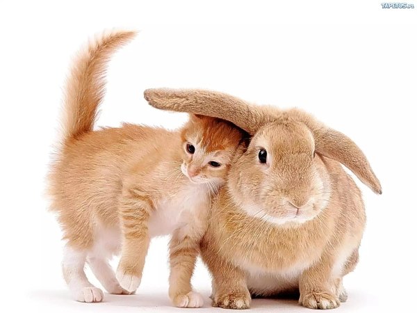 год кота и кролика