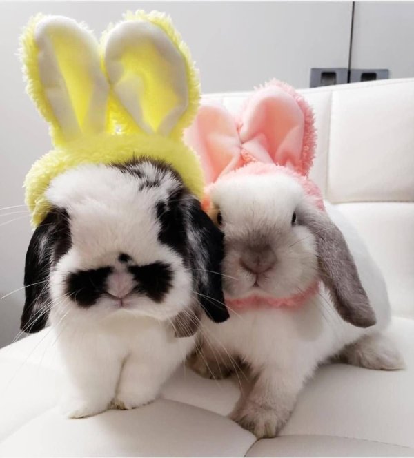 кролики смешные