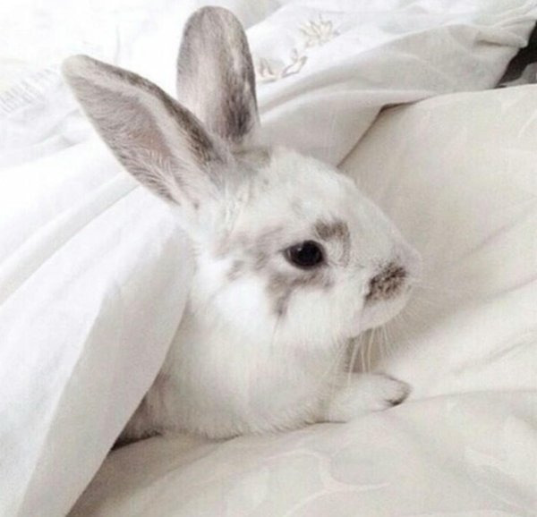 кролики эстетика