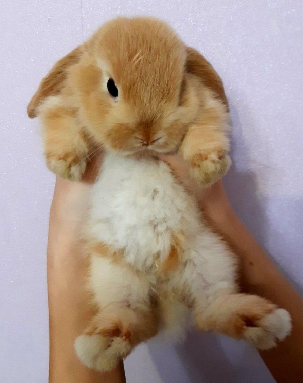 карликовые кролики