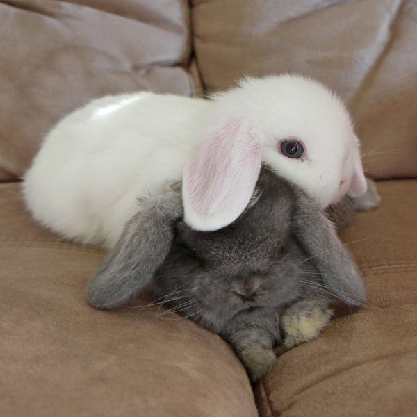 два кролика