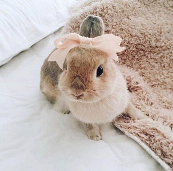 милый зайчик