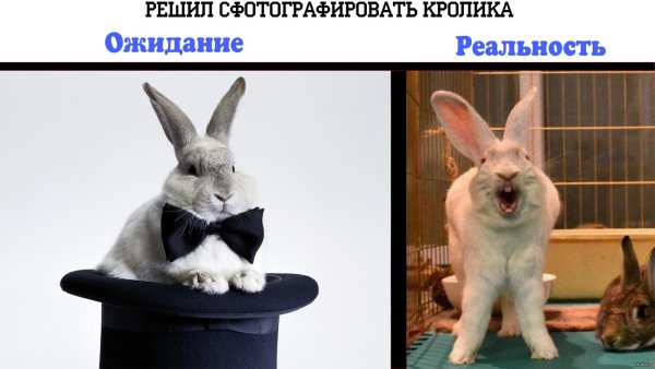 заяц в шляпе