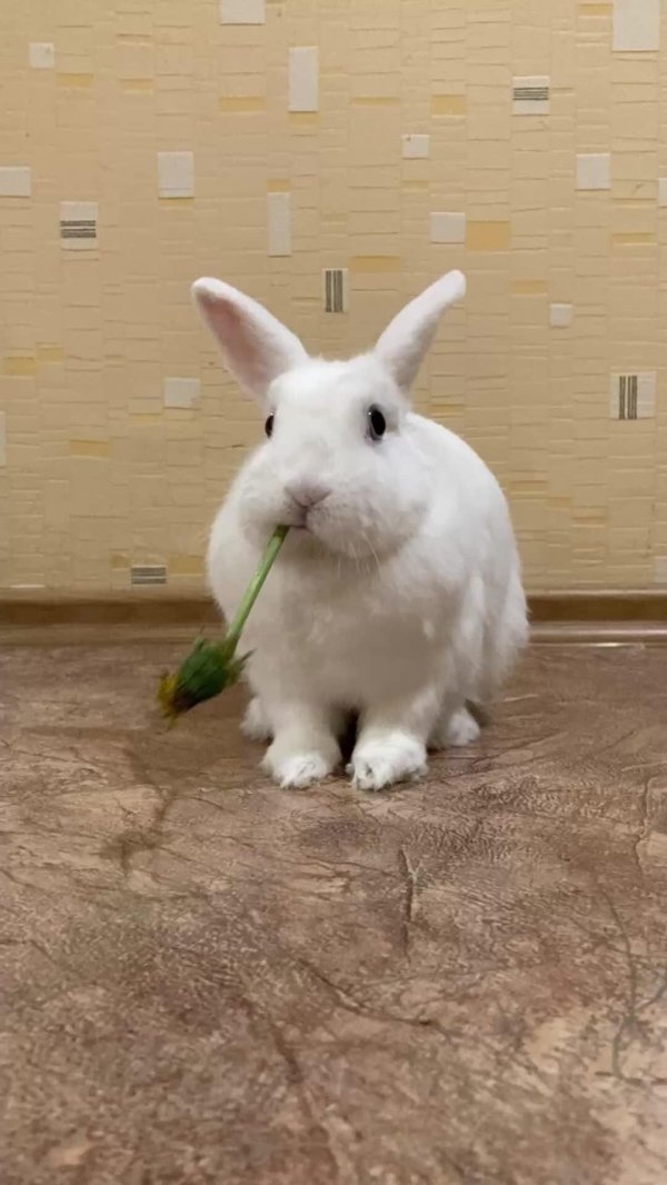 кролик белый