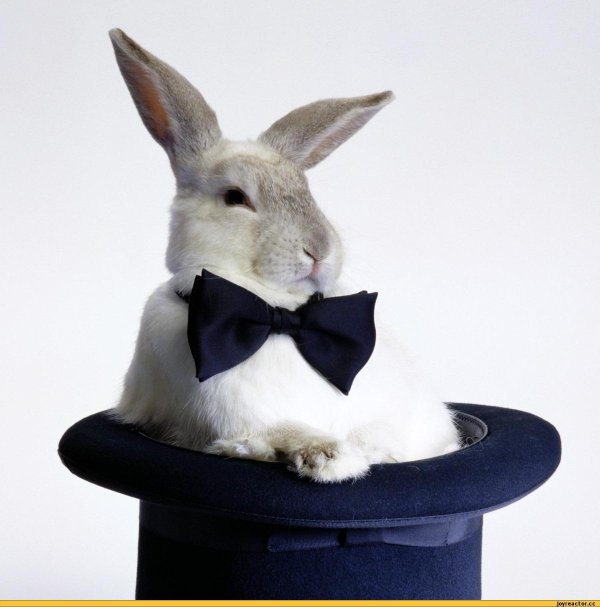 заяц в шляпе