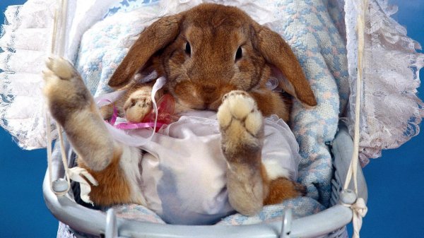 спящая зайка