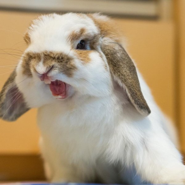 зевающий кролик