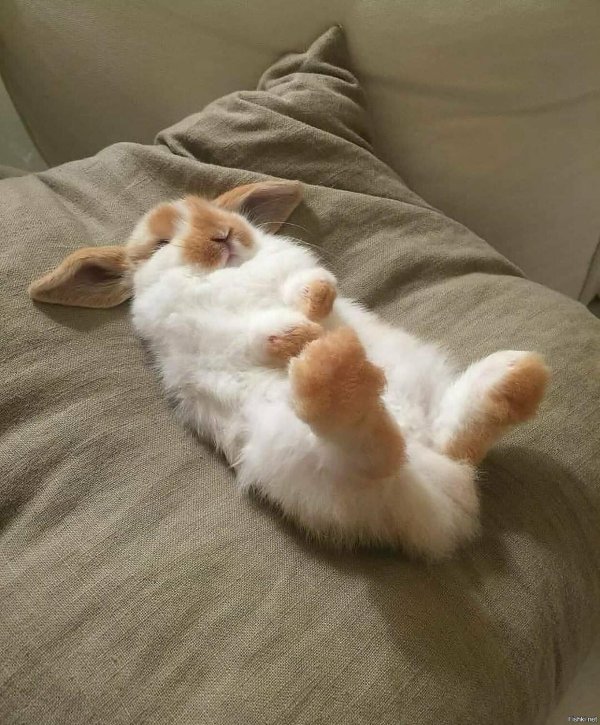 красивый зайчик