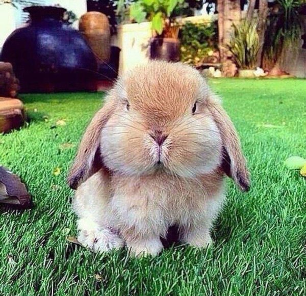 кролик баран вислоухий