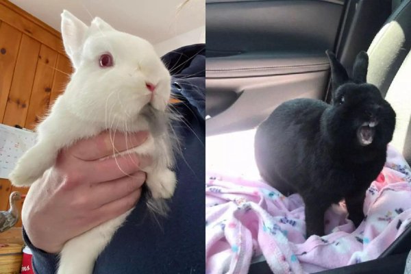 черные кролики