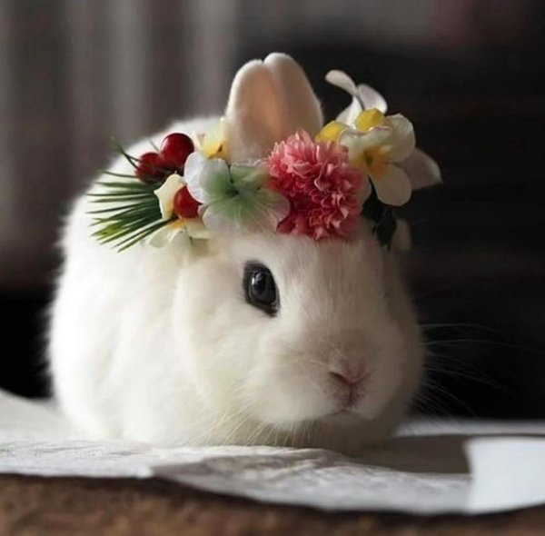 зайчики милые